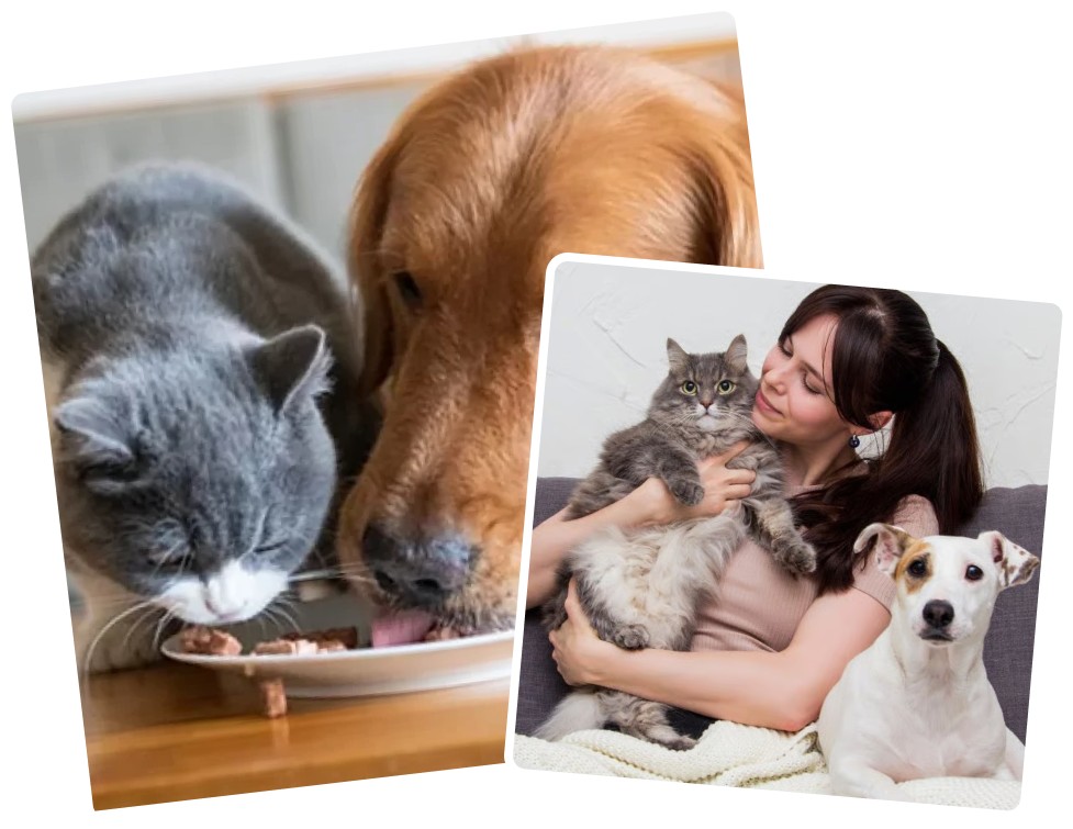 Sự tận tâm với thú cưng