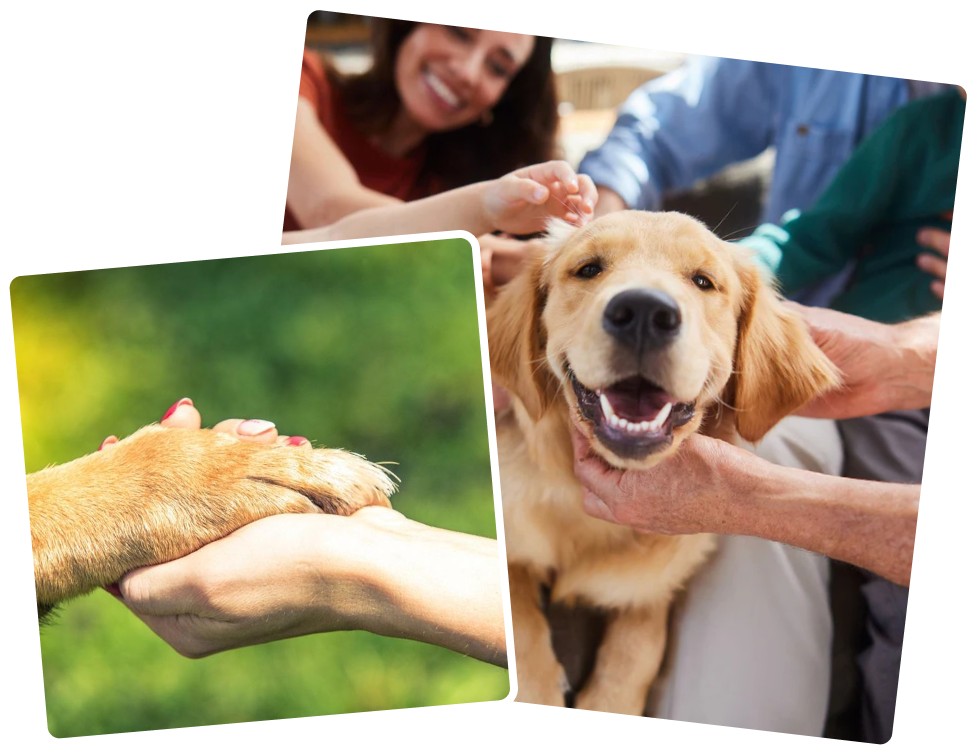 Cộng đồng yêu pet